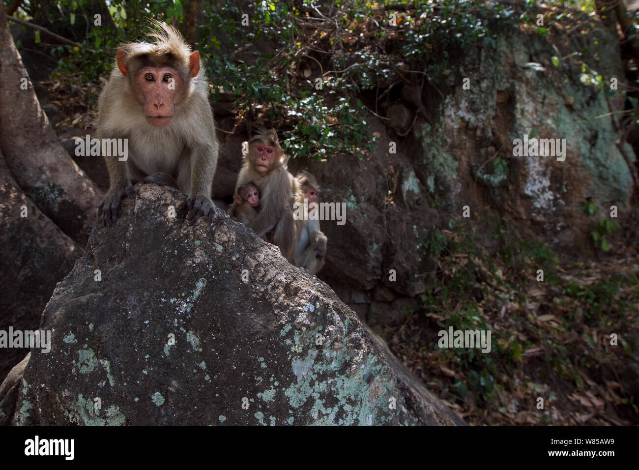 Bonnet macaque (Macaca radiata) homme assis sur un rocher avec les autres dans l'arrière-plan de tigre de Anamalai, Western Ghats, Tamil Nadu, Inde. Banque D'Images