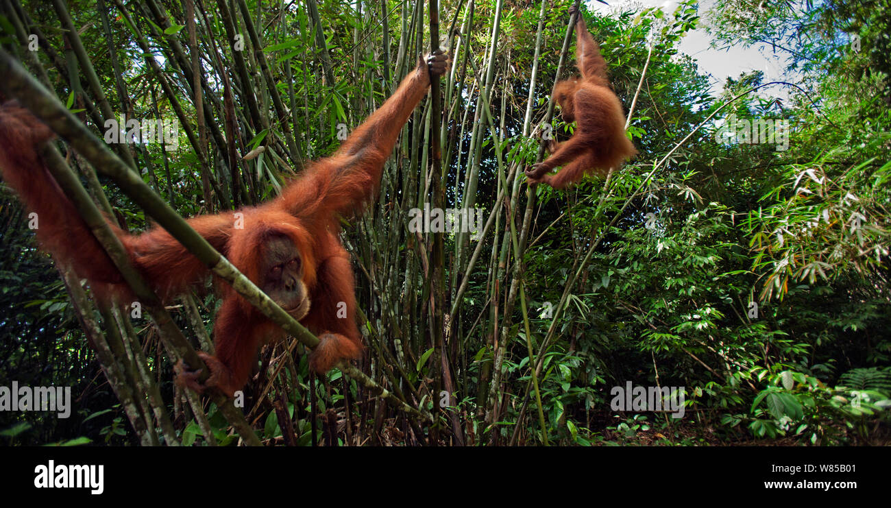 L'orang-outan de Sumatra (Pongo abelii) 'femelle' Pesec âgés de 28 ans assis dans le bambou avec sa fille "Wati" âgés de 6 ans dans l'arrière-plan - point de vue grand angle. Parc national de Gunung Leuser, Sumatra, Indonésie. Remis en état et publié (ou les descendants de ceux qui ont été libérés) entre 1973 et 1995. Banque D'Images