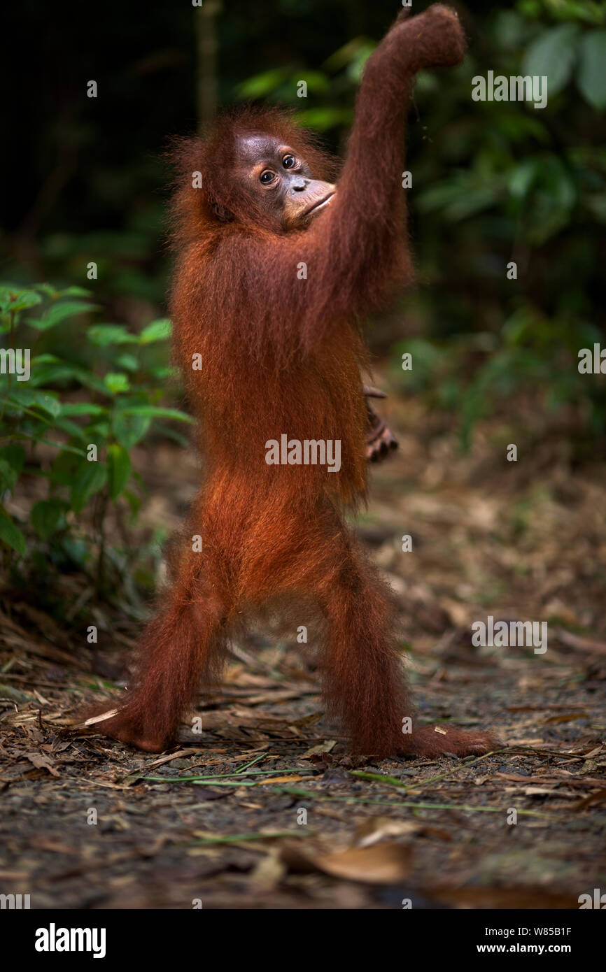 L'orang-outan de Sumatra (Pongo abelii) juvénile féminin 'bush' âgés de 6 ans bi-pedally permanent. Parc national de Gunung Leuser, Sumatra, Indonésie. Remis en état et publié (ou les descendants de ceux qui ont été libérés) entre 1973 et 1995. Banque D'Images