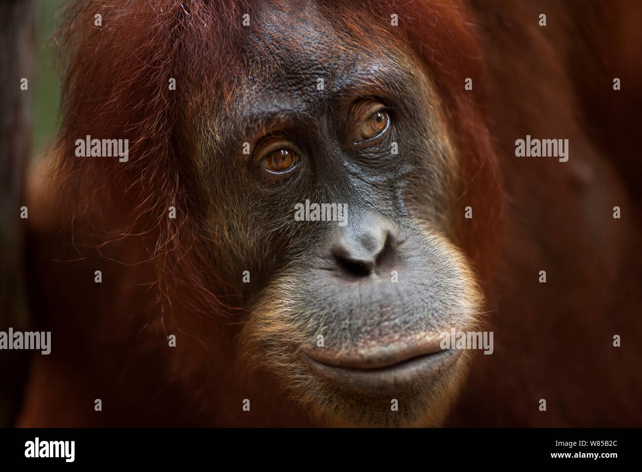 L'orang-outan de Sumatra (Pongo abelii) femmes 'Jaki' âgés de 16 ans portrait. Parc national de Gunung Leuser, Sumatra, Indonésie. Remis en état et publié (ou les descendants de ceux qui ont été libérés) entre 1973 et 1995. Banque D'Images