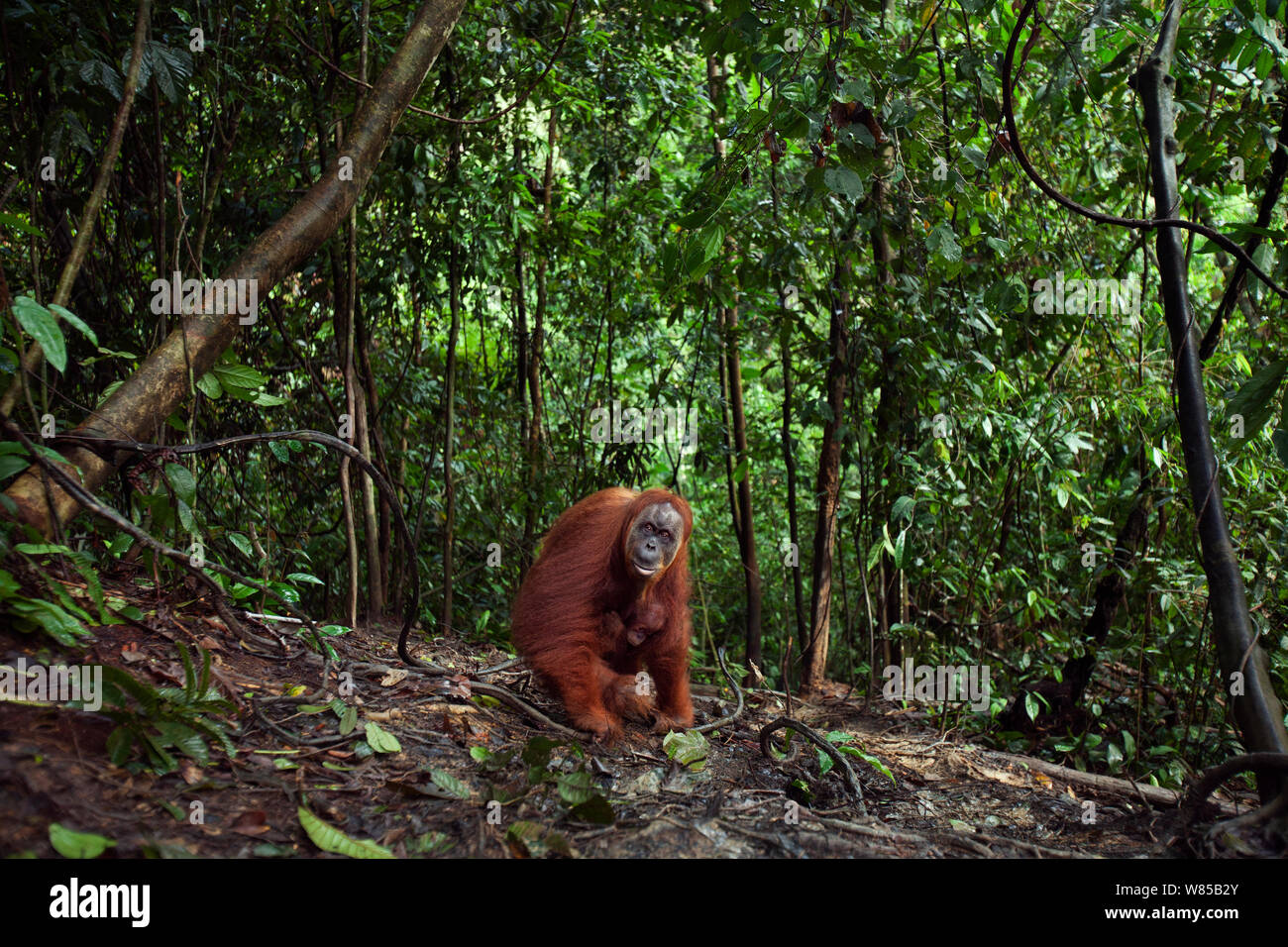 L'orang-outan de Sumatra (Pongo abelii) de sexe féminin, âgés de 36 uma' 'Sans portant son bébé fille 'umi' âgés de 2 à 3 ans balade le long d'un sentier forestier. Parc national de Gunung Leuser, Sumatra, Indonésie. Remis en état et publié (ou les descendants de ceux qui ont été libérés) entre 1973 et 1995. Banque D'Images