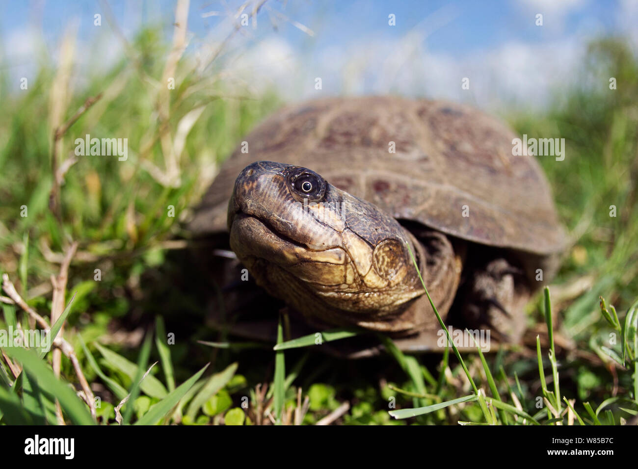 Tortue pelomedusa subrufa Banque de photographies et d’images à haute ...