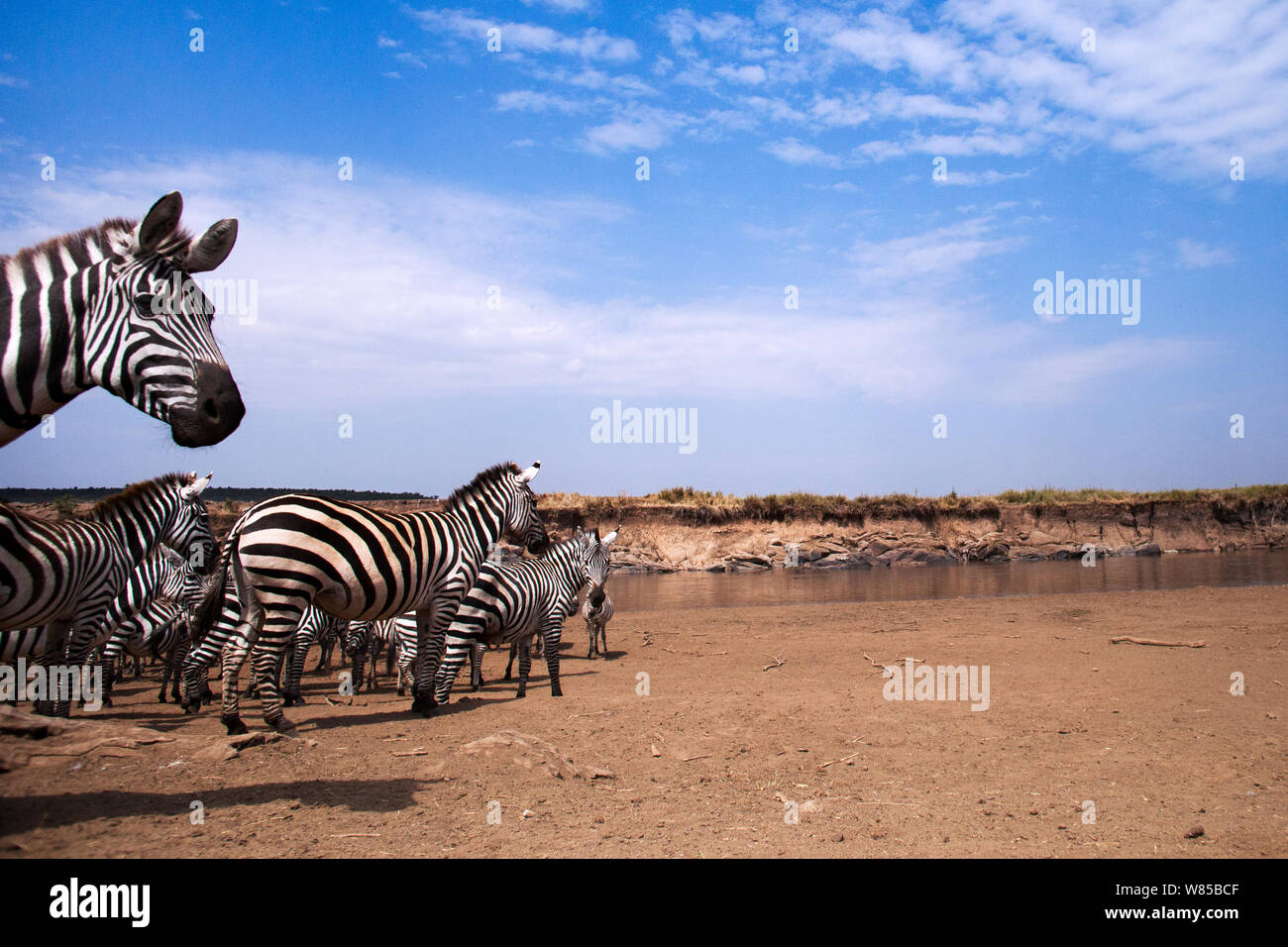 Conjoint ou zèbre des plaines (Equus quagga burchelli) en direction de la rivière Mara. Le Masai Mara National Reserve, Kenya. Prises avec la caméra grand angle. Banque D'Images