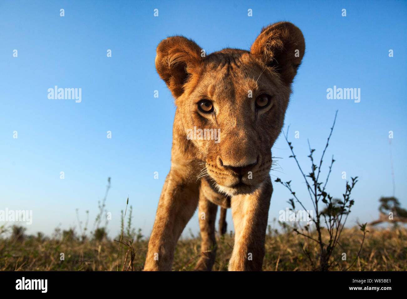 Lion (Panthera leo) cub âgés d'environ 2 ans s'approchant avec curiosité - à distance de vue grand angle . Le Masai Mara National Reserve, Kenya. Prises avec la caméra grand angle. Banque D'Images