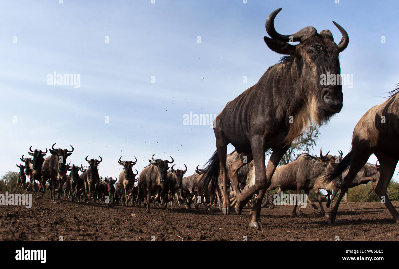 Le gnou barbu (Connochaetes taurinus) troupeau d'exécution. Le Masai Mara National Reserve, Kenya. Prises avec la caméra grand angle. Banque D'Images