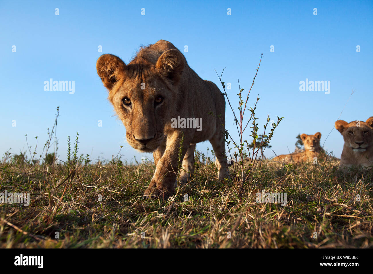 Lion (Panthera leo) cub âgés d'environ 2 ans s'approchant avec curiosité - à distance de vue grand angle . Le Masai Mara National Reserve, Kenya. Prises avec la caméra grand angle. Banque D'Images