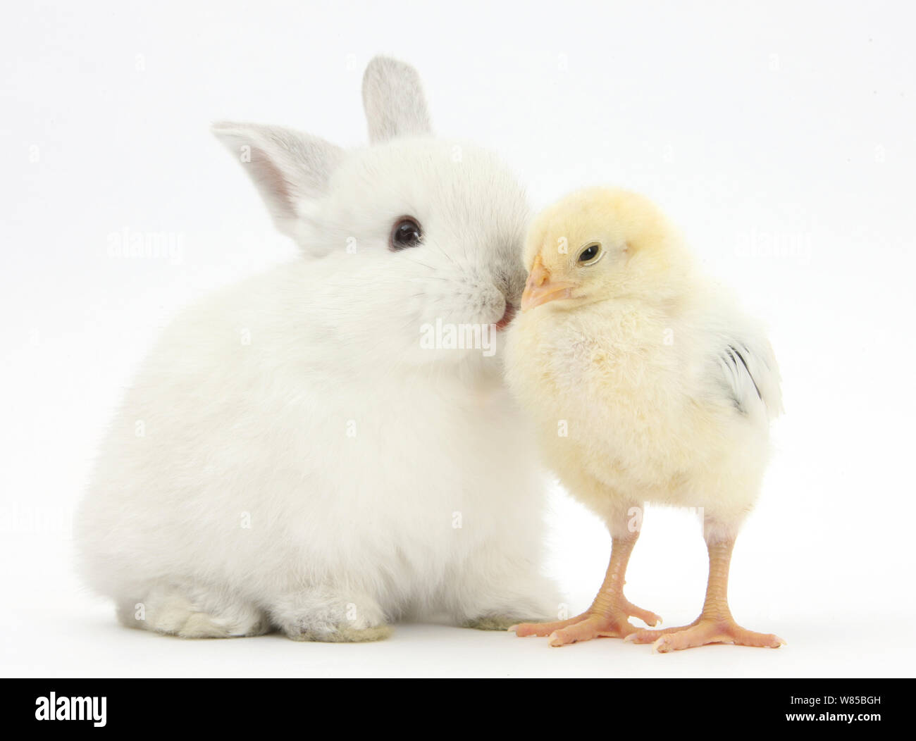 Embrassant un lapin blanc, jaune poussin bantam against white background Banque D'Images