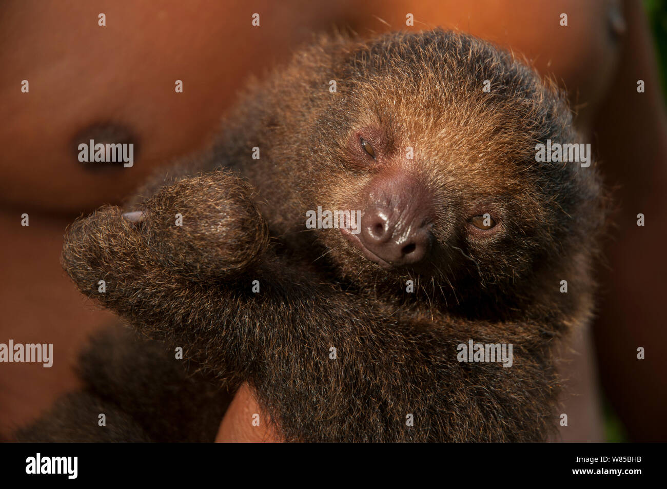 Deux doigts sloth (Choloepus hoffmanni) tenu par l'homme. Pilpintuwasi Animal orphelinat, Padre Cocha, Iquitos, Pérou Banque D'Images