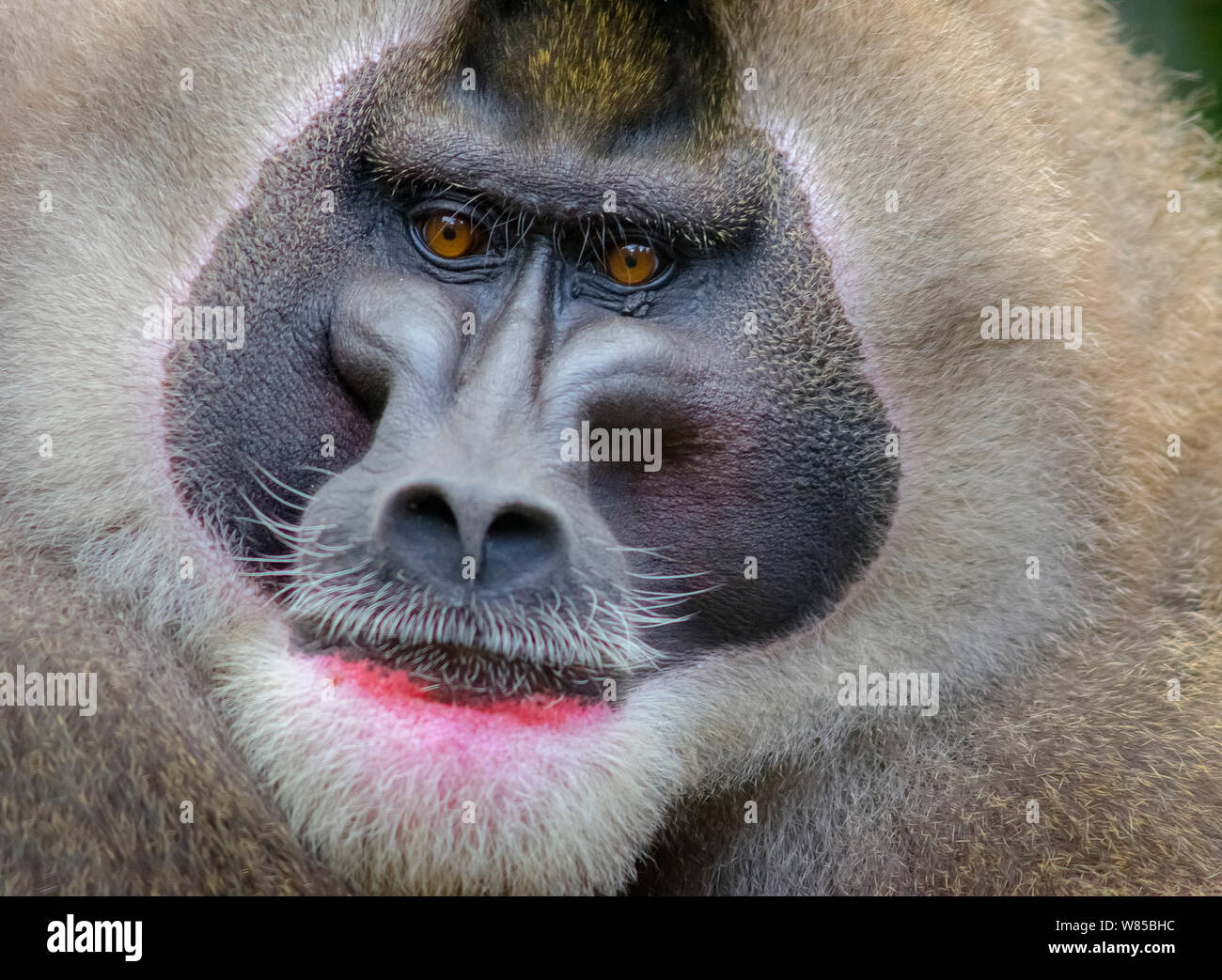 Singe de forage (Mandrillus leucophaeus) mâle adulte, captif, portrait Banque D'Images