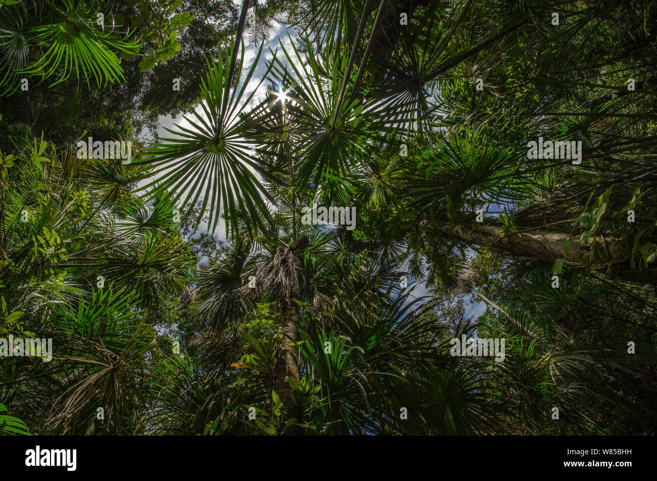 Palm Aguajal swamp (Mauritia flexuosa) forêt amazonienne, Rio Napo, Pérou Banque D'Images
