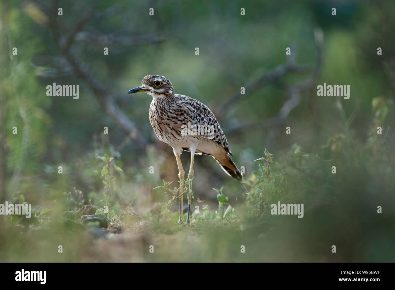 Vu Thicknee (Burhinus capensis) portrait, au Kenya. Banque D'Images