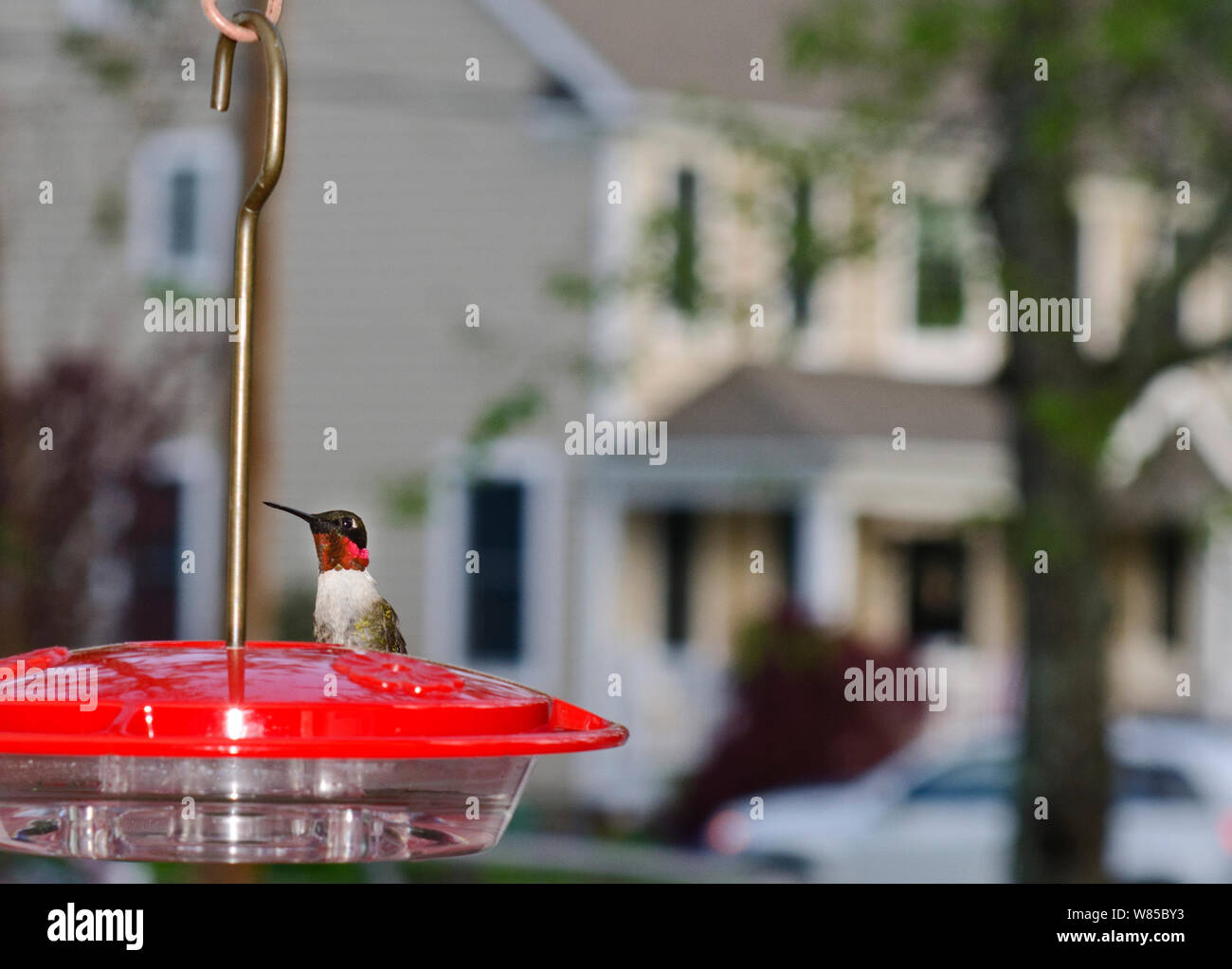 Ruby-Throated (Hummingbird Archilochus colubris) au colibri en jardin, New Jersey, USA, mai. Banque D'Images