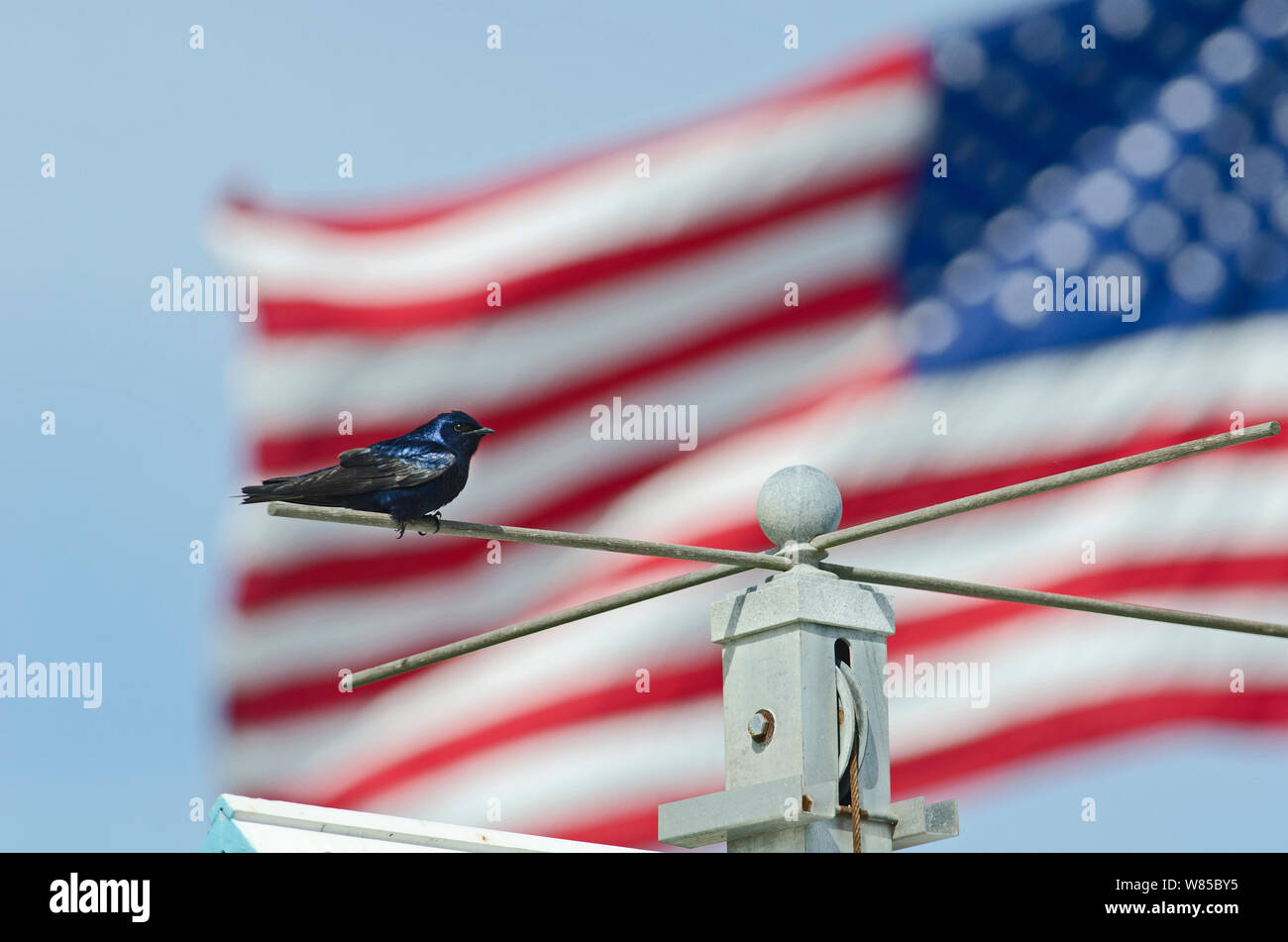 (Progne subis Hirondelle) perché en face du drapeau américain, Cape May, New Jersey, USA, mai. Banque D'Images