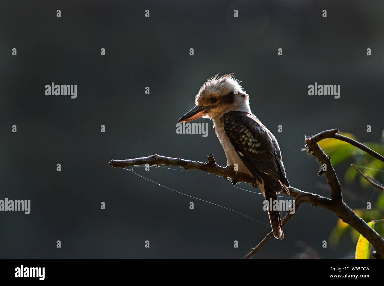 Laughing Kookaburra (Dacelo) novaguinea perché, Queensland, Australie. Banque D'Images