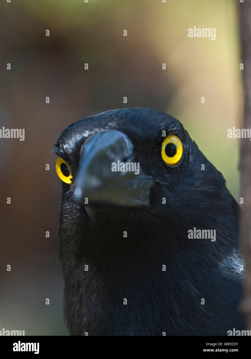 (Strepera graculina Currawong pie) portrait, Queensland, Australie. Banque D'Images