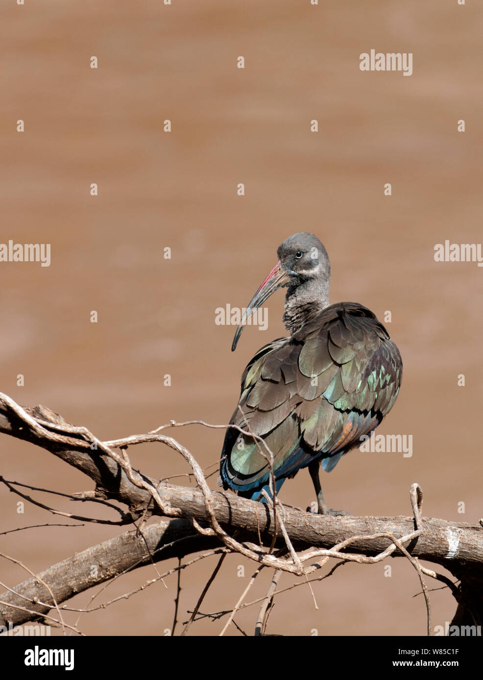 (Bostrychia hagedash Ibis hagedash) Samburu, Kenya. Banque D'Images