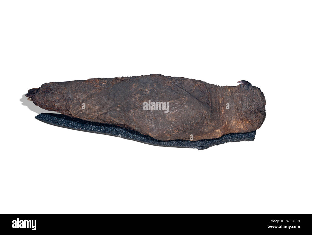 Faucon momifié de l'ancienne Egypte. Banque D'Images