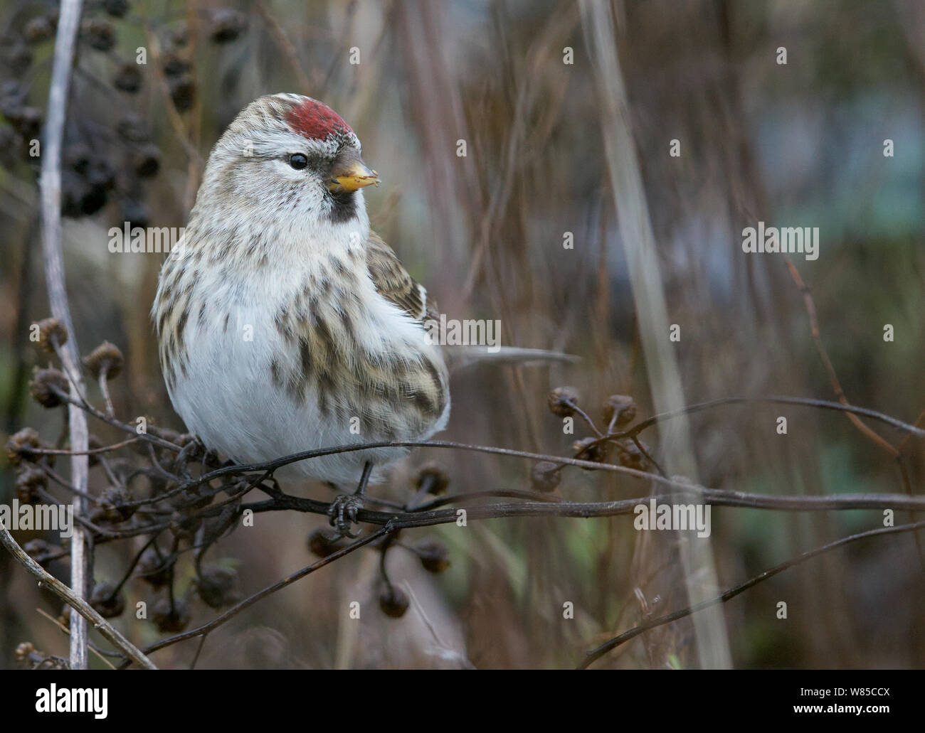 Sizerin flammé (Carduelis flammea) portrait, l'OTU, Finlande, novembre. Banque D'Images