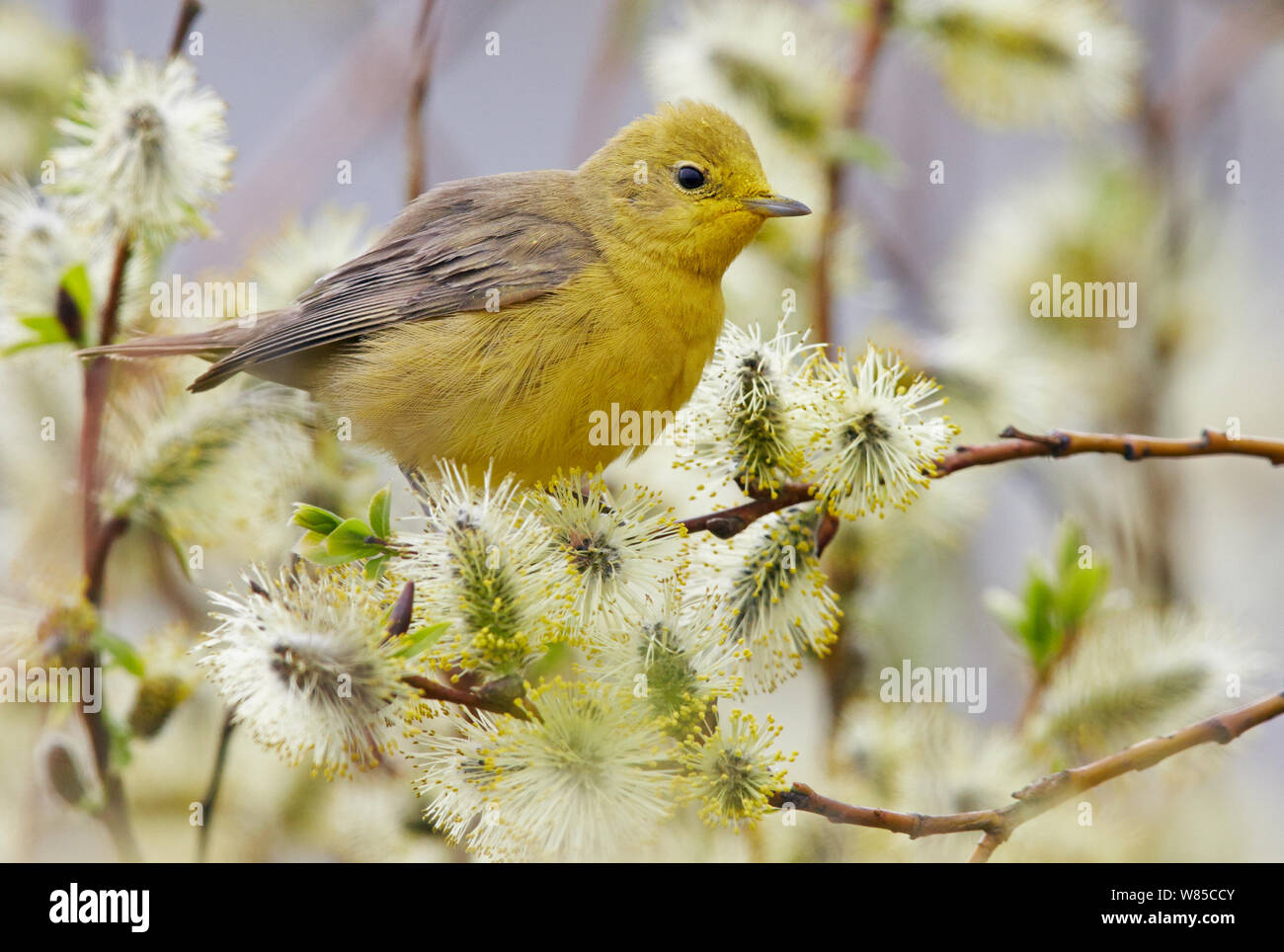 La Fauvette Des Jardins Banque De Photographies Et D images Haute 