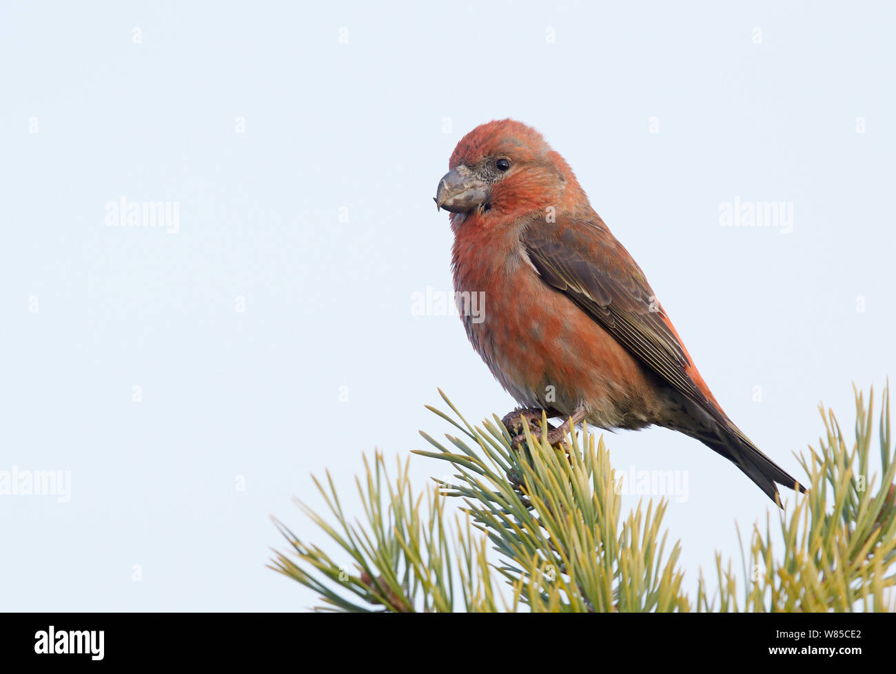 Bec de perroquet mâle (Loxia pytyopsittacus) perché, l'OTU, Finlande, novembre. Banque D'Images