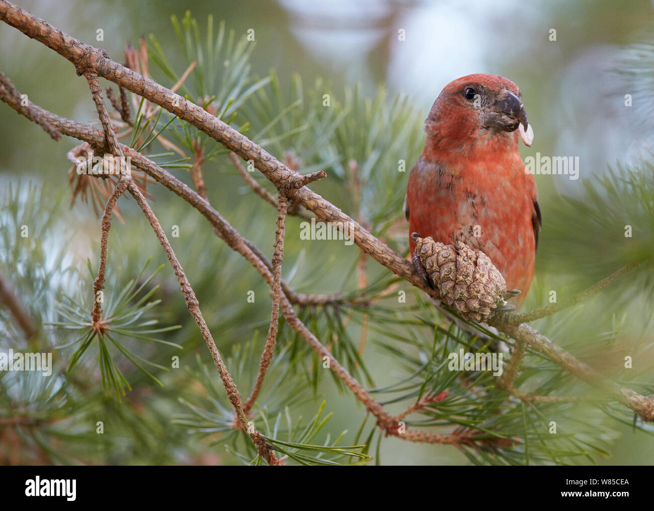 Bec de perroquet mâle (Loxia pytyopsittacus) l'alimentation, l'OTU, Finlande, novembre. Banque D'Images