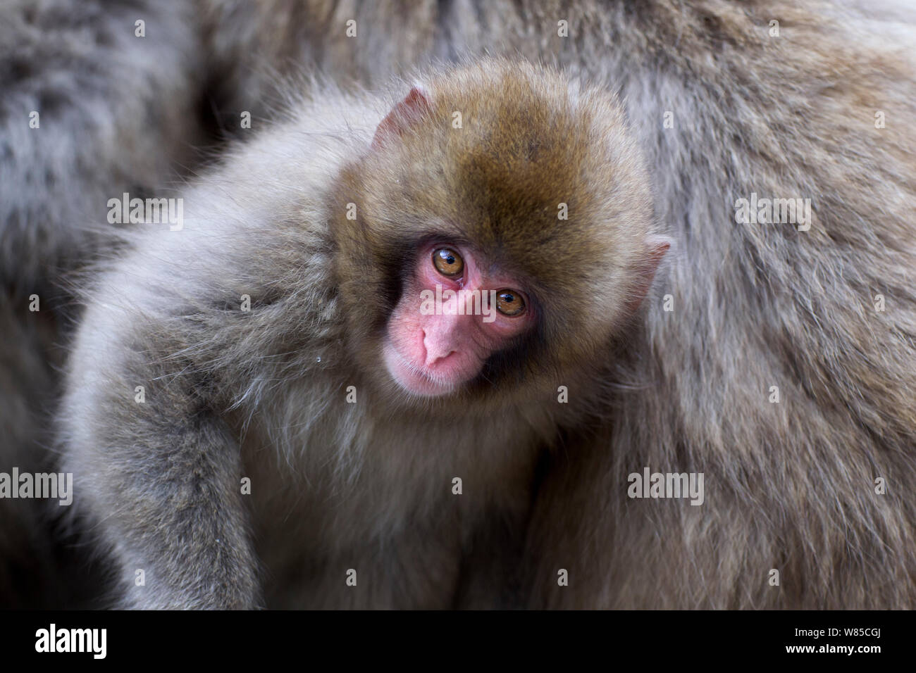 Macaque japonais (Macaca fuscata) portrait de bébé. Jigokudani Yean-Koen Parc National, Japon, février. Banque D'Images