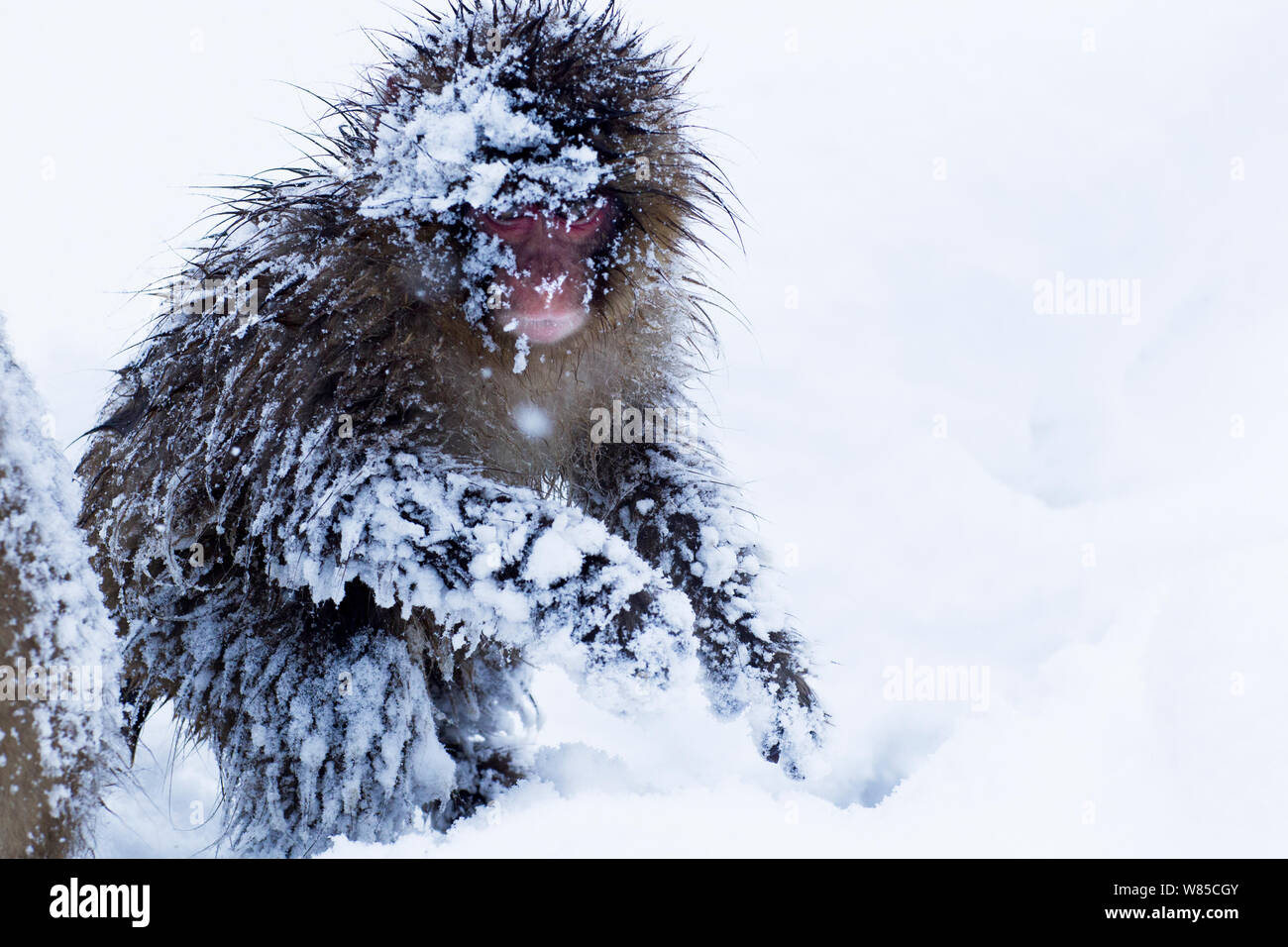 Macaque japonais (Macaca fuscata) juvenile jouer dans la neige. Jigokudani Yaen-Koen Parc National, Japon, février. Banque D'Images