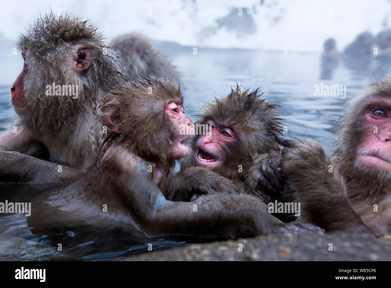 Macaque japonais (Macaca fuscata) bébés jouant dans l'eau thermale piscine. hotspring Jigokudani Yean-Koen Parc National, Japon, février. Banque D'Images