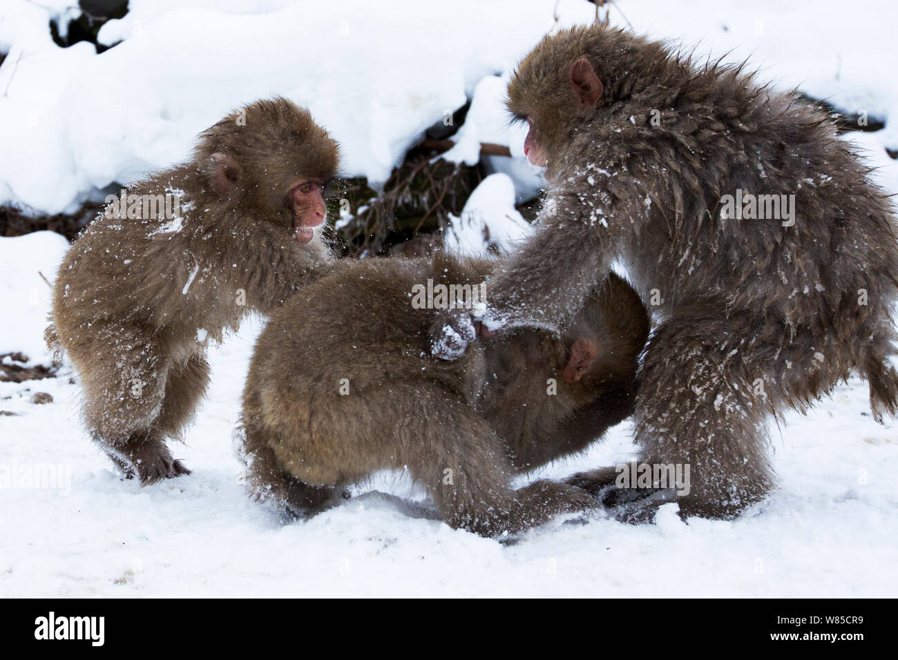 Macaque japonais (Macaca fuscata) les mineurs de jouer. Jigokudani Yean-Koen Parc National, Japon, février. Banque D'Images