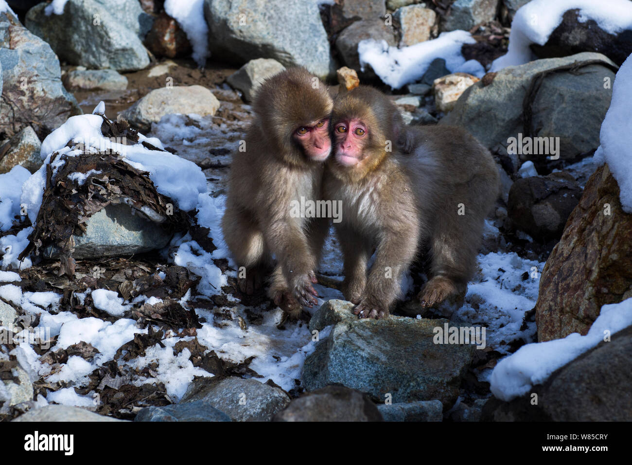 Macaque japonais (Macaca fuscata) les bébés à jouer. Jigokudani Yean-Koen Parc National, Japon, février. Banque D'Images