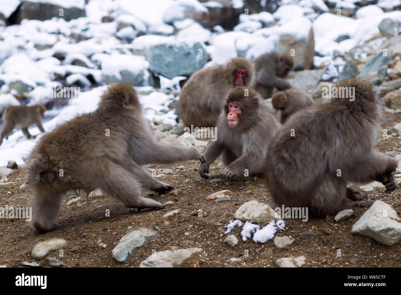 Le Macaque japonais (Macaca fuscata) combats. Jigokudani Yaen-Koen Parc National, Japon, février. Banque D'Images