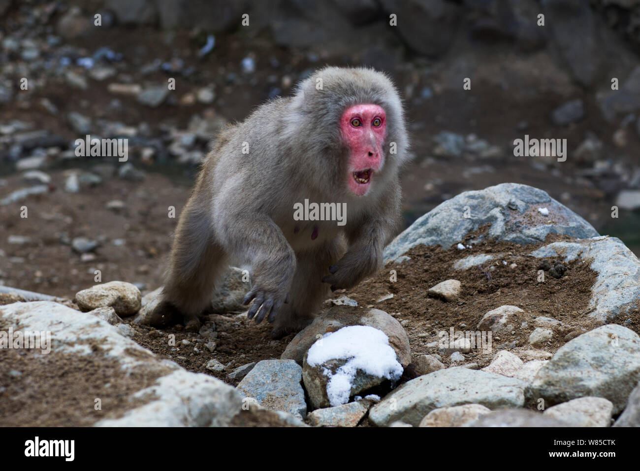 Macaque japonais (Macaca fuscata) de sexe féminin, être agressif. Jigokudani Yaen-Koen Parc National, Japon, février. Banque D'Images