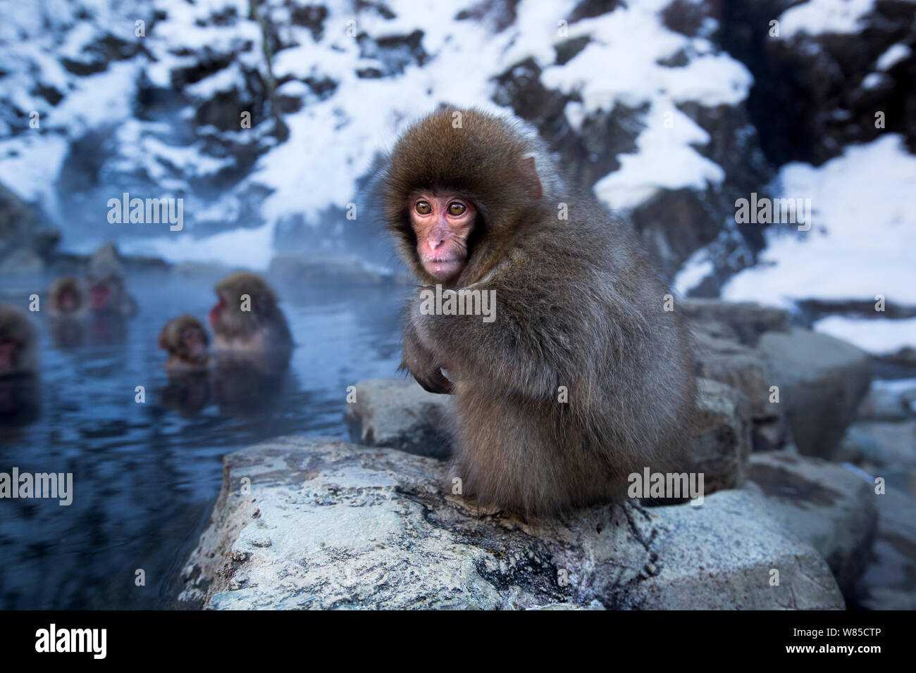 Macaque japonais (Macaca fuscata) bébé assis sur le bord de piscine. hotspring thermique Jigokudani Yean-Koen Parc National, Japon, février. Banque D'Images