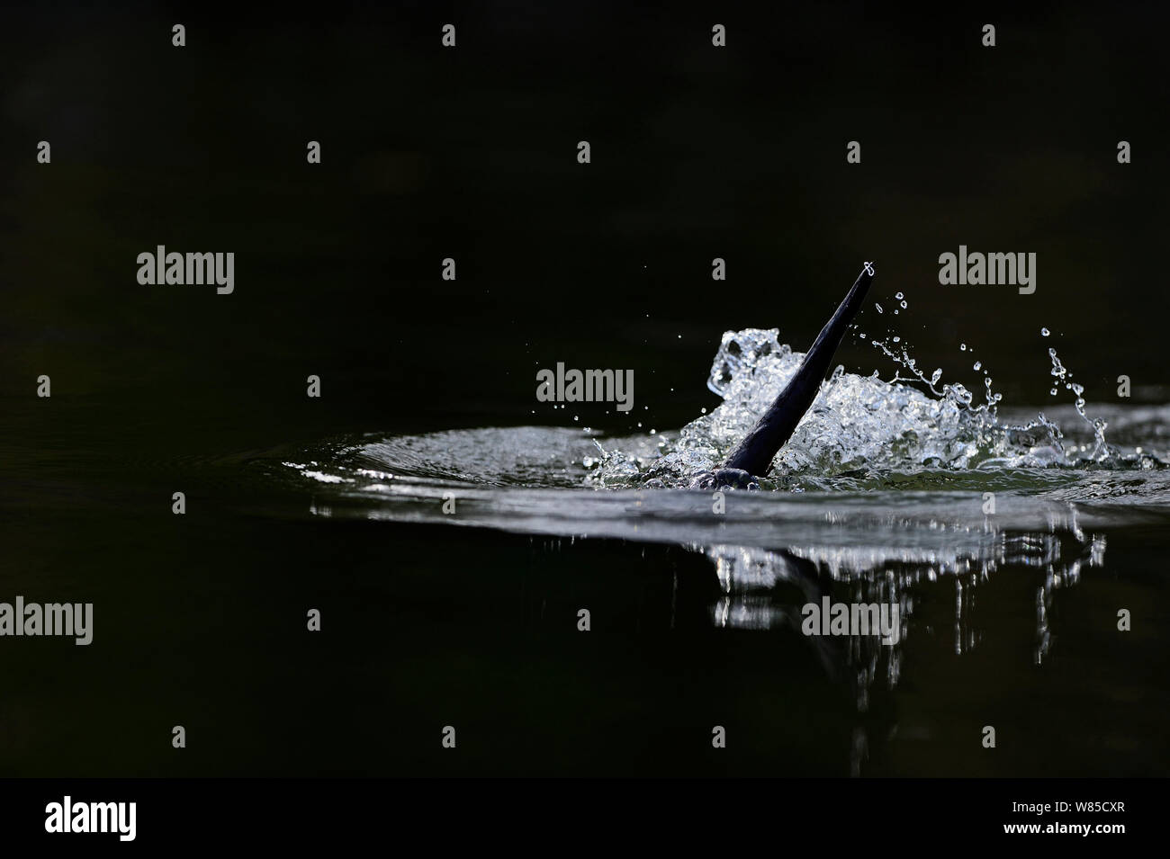 La loutre (Lutra lutra) projections qu'il plonge sa queue, rivière Thet, Norfolk, England, UK, avril. Banque D'Images