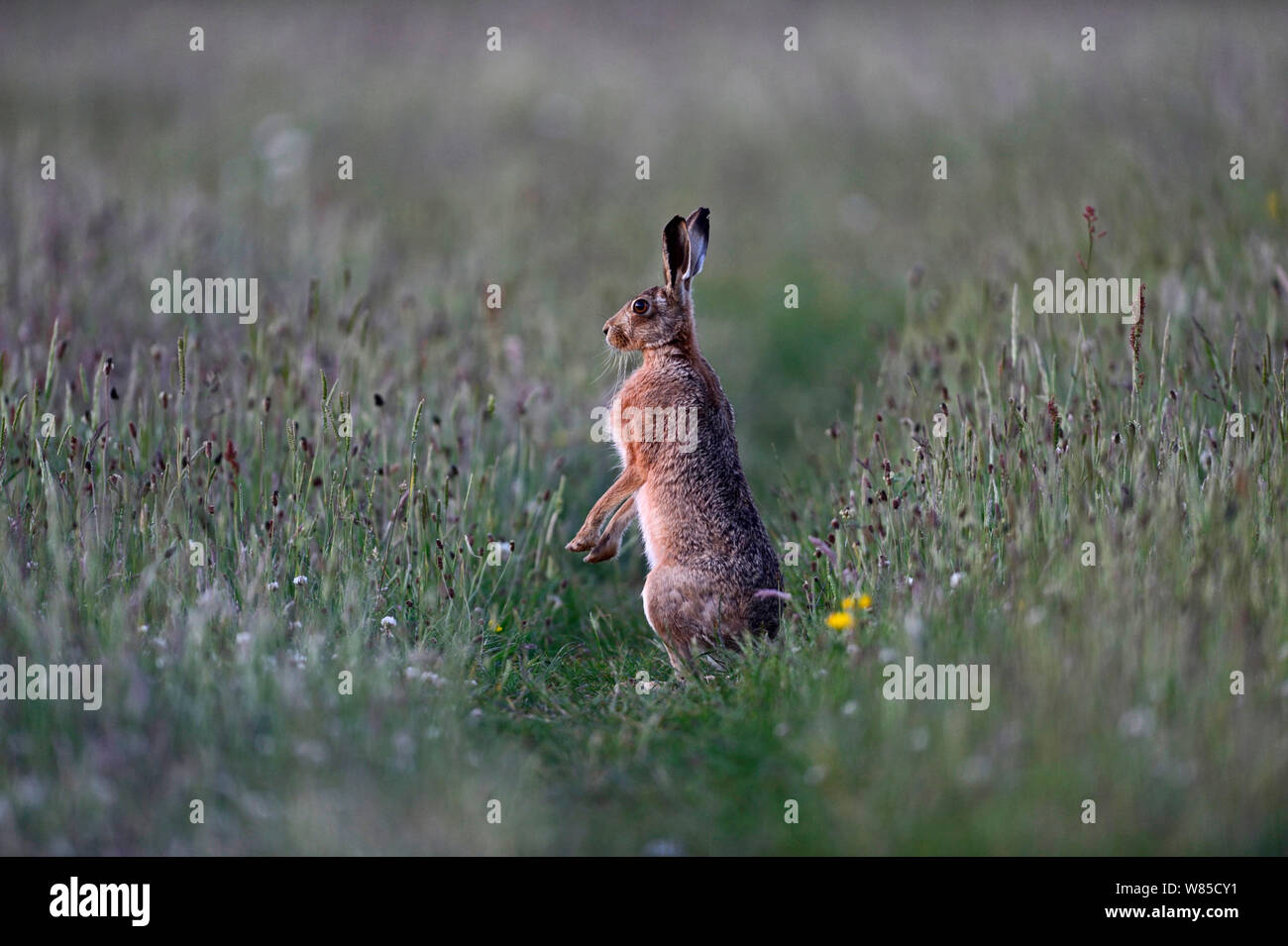 Lièvre brun (Lepus europaeus) alerte dans le pré de l'été, Norfolk, Angleterre, Royaume-Uni, juin. Banque D'Images