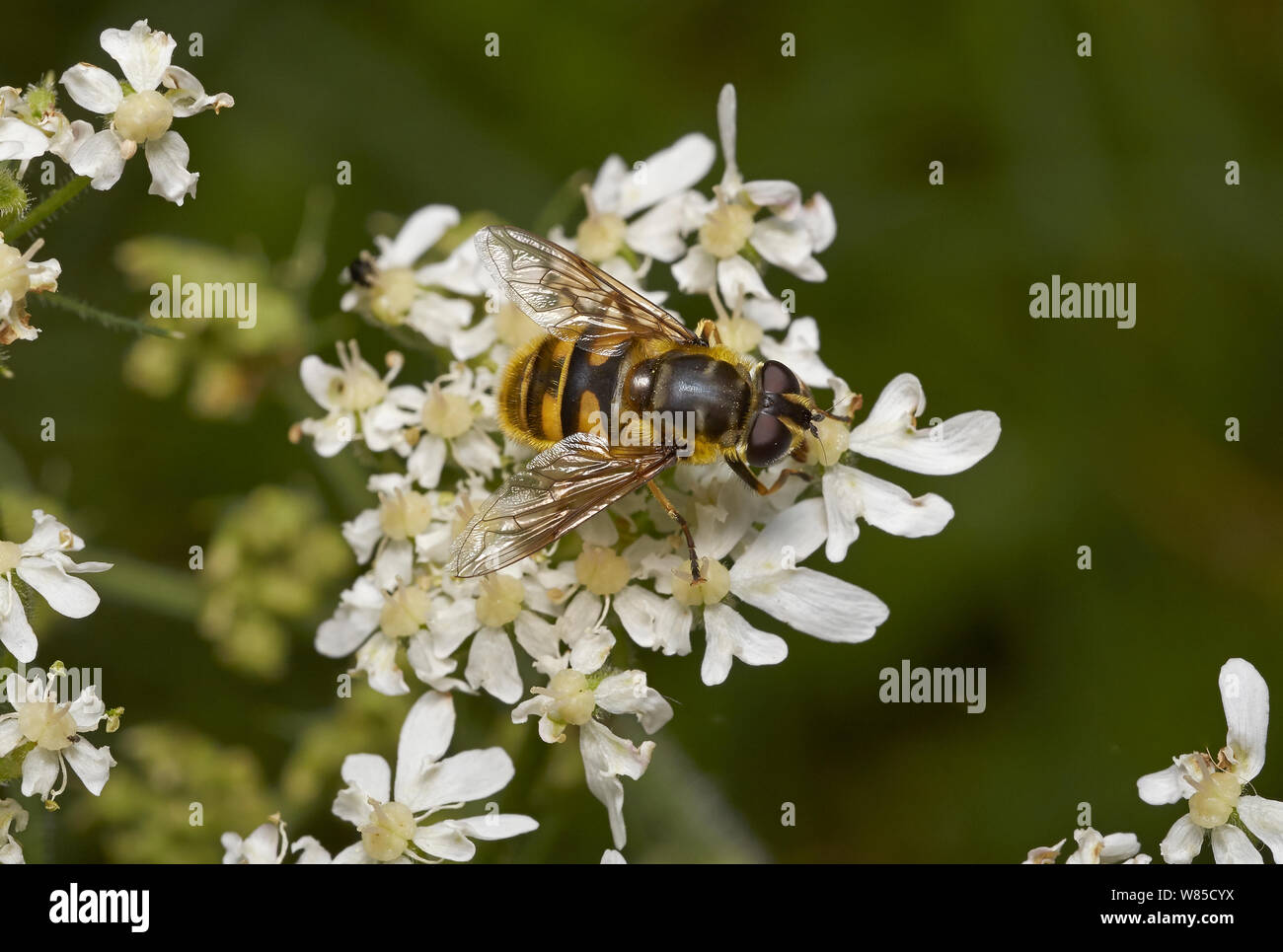 Hoverfly (Myathropa florea) Sussex, Angleterre, Royaume-Uni, août. Banque D'Images