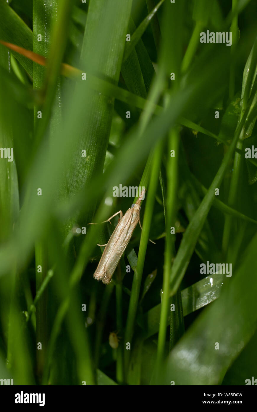 Agriphila tristella (herbe) Sussex, Angleterre, Royaume-Uni, août. Banque D'Images