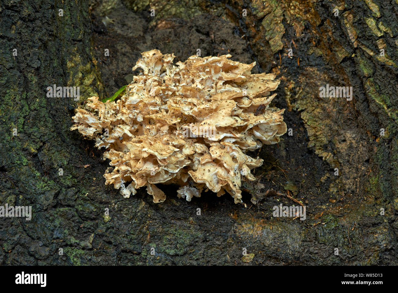 Poule des bois champignon (Grifola frondosa) Sussex, Angleterre, Royaume-Uni, octobre. Banque D'Images