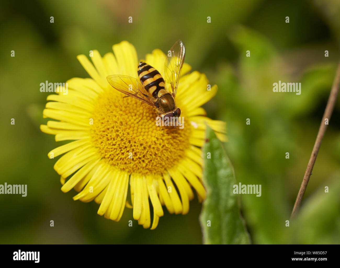 Hoverfly (Syrphus vitripennis) Sussex, Angleterre, Royaume-Uni, août. Banque D'Images