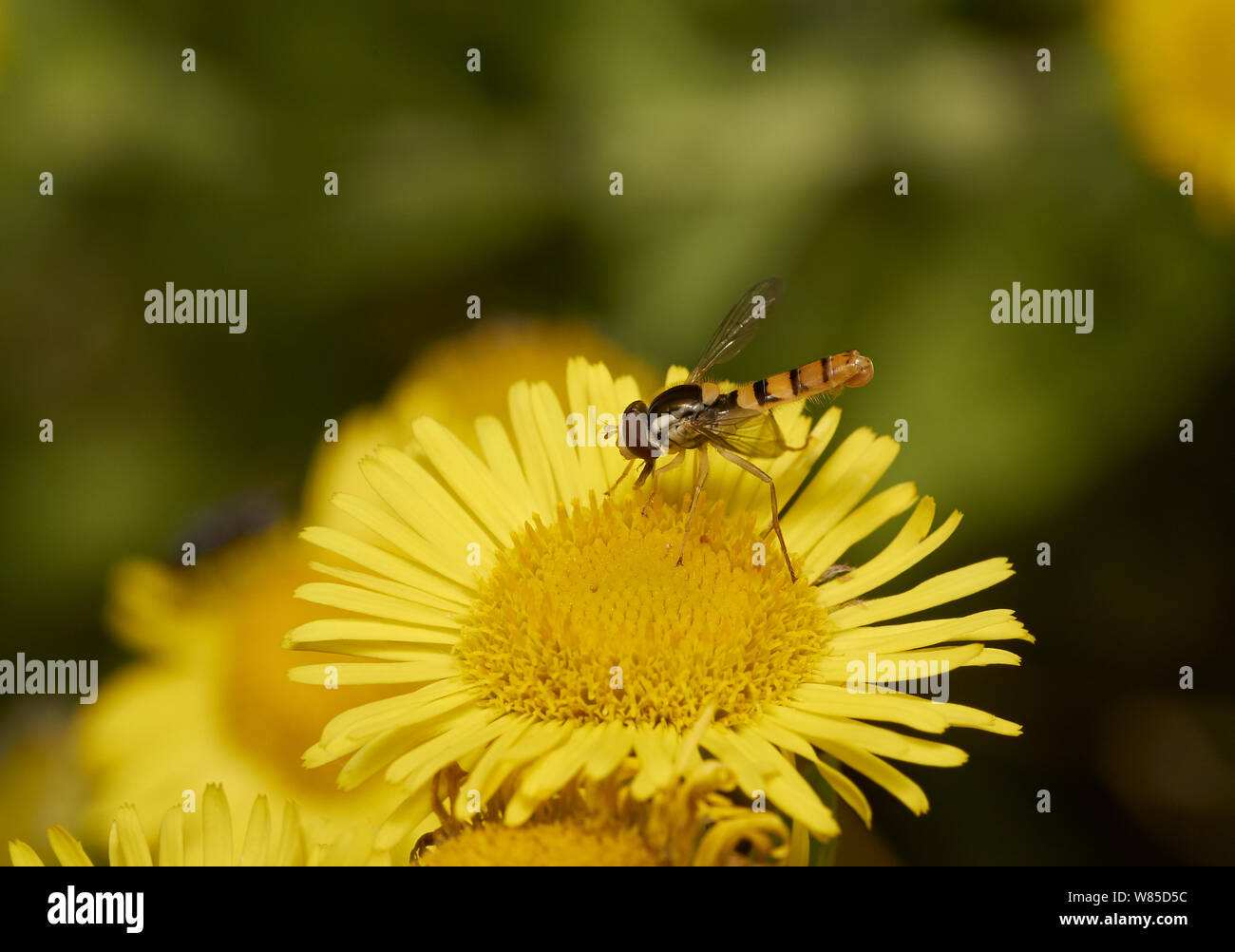 Hoverfly (Syrphus vitripennis) sur fleur, Sussex, Angleterre, Royaume-Uni, août. Banque D'Images