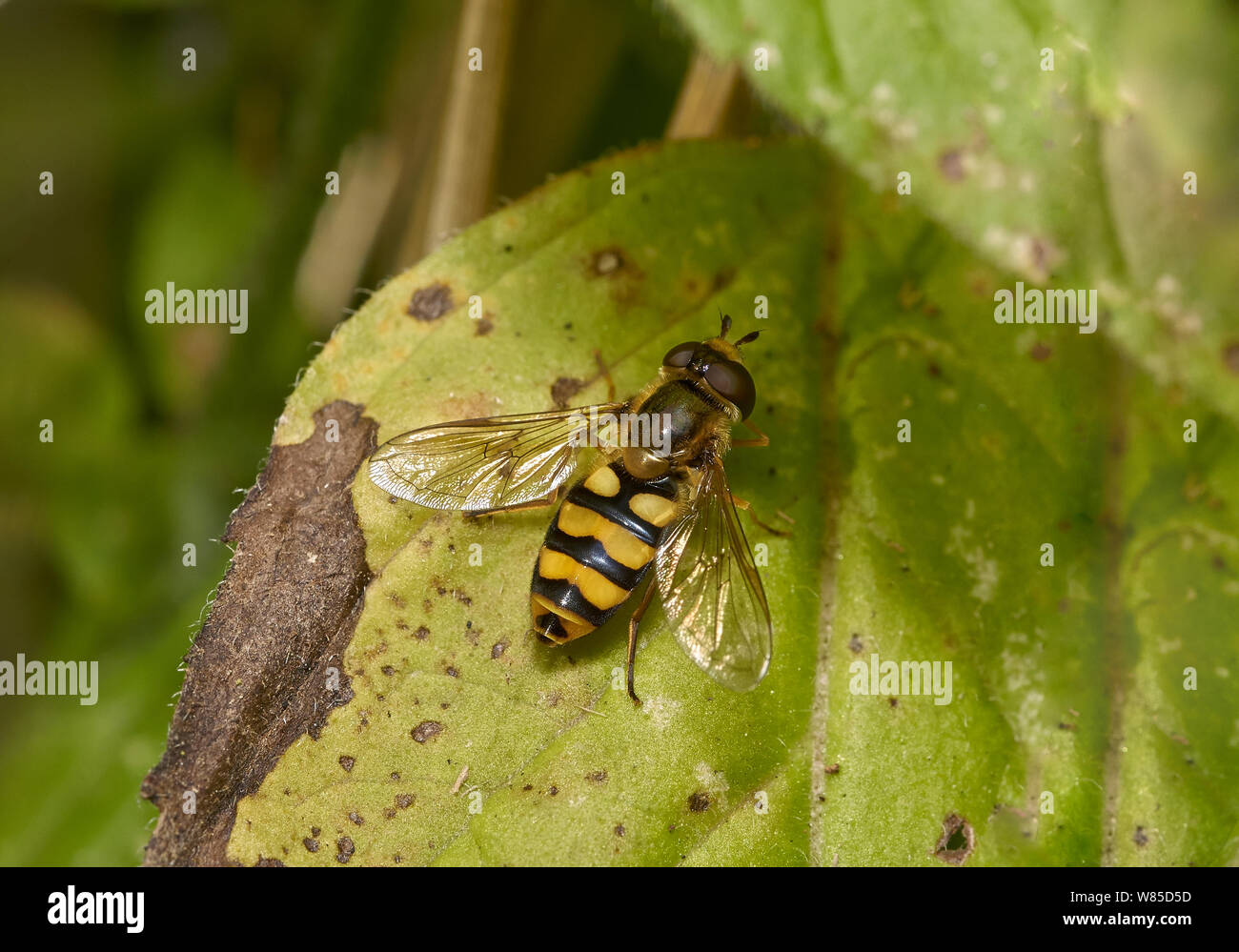 Hoverfly (Syrphus vitripennis) Sussex, Angleterre, Royaume-Uni, septembre. Banque D'Images