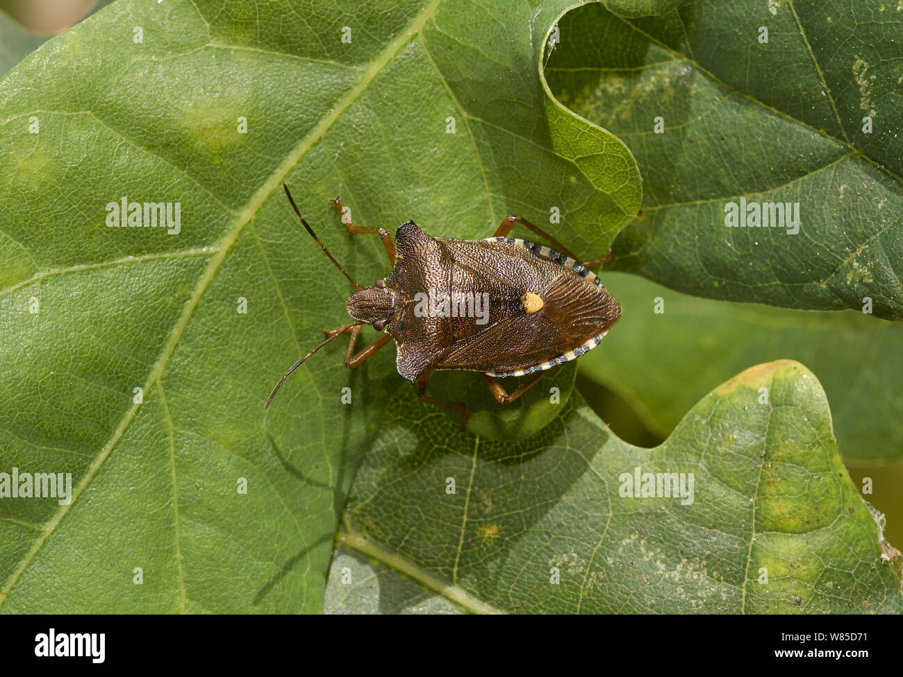 (Pentatoma rufipes bug Shield) Sussex, Angleterre, Royaume-Uni, juillet. Banque D'Images