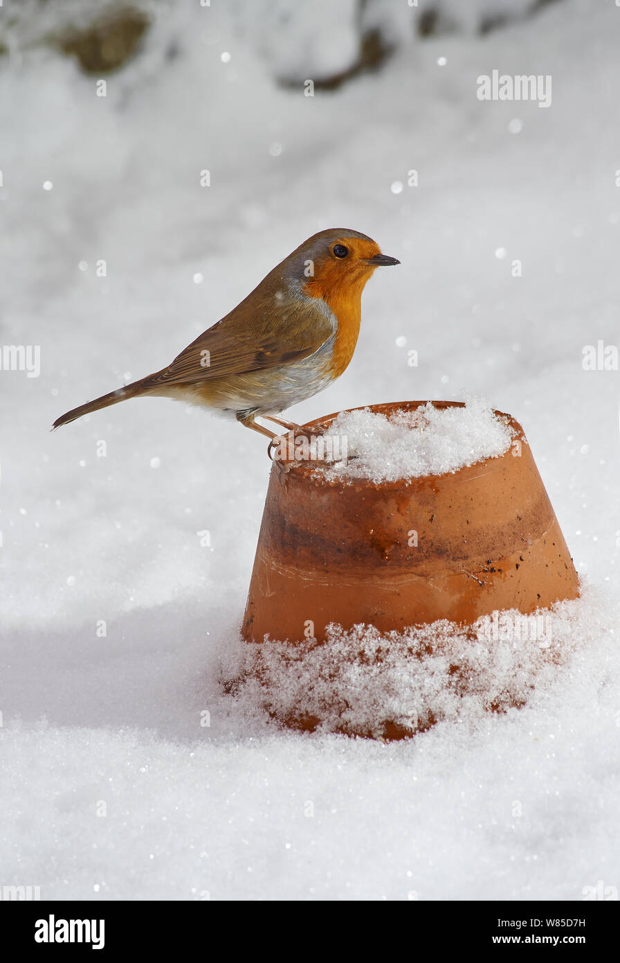 Robin (Erithacus rubecula aux abords) sur fleur-pot dans la neige, Sussex, England, UK, janvier. Banque D'Images