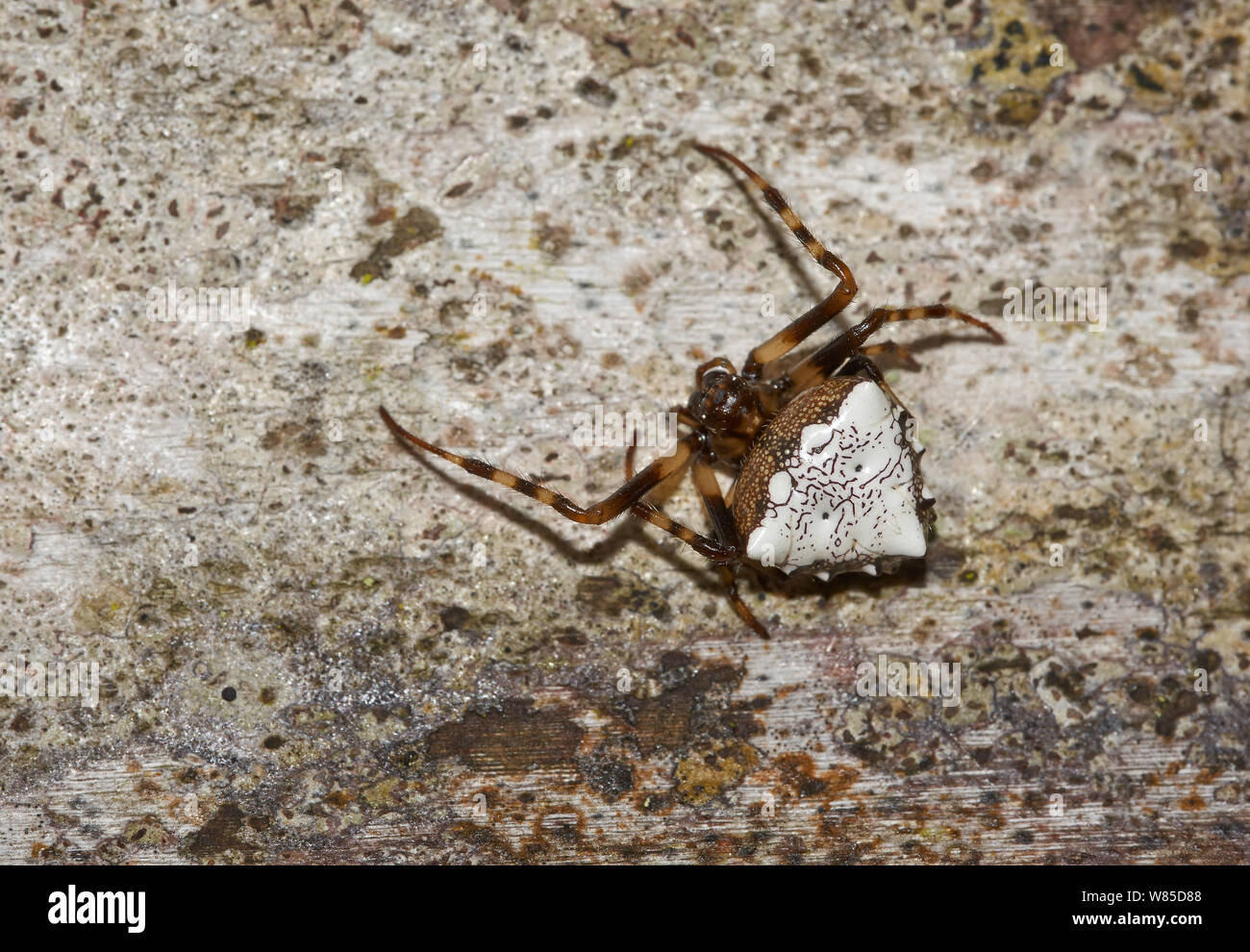 Orb weaver spider (Triangle Verrucosa arenata) Florida, USA, février. Banque D'Images