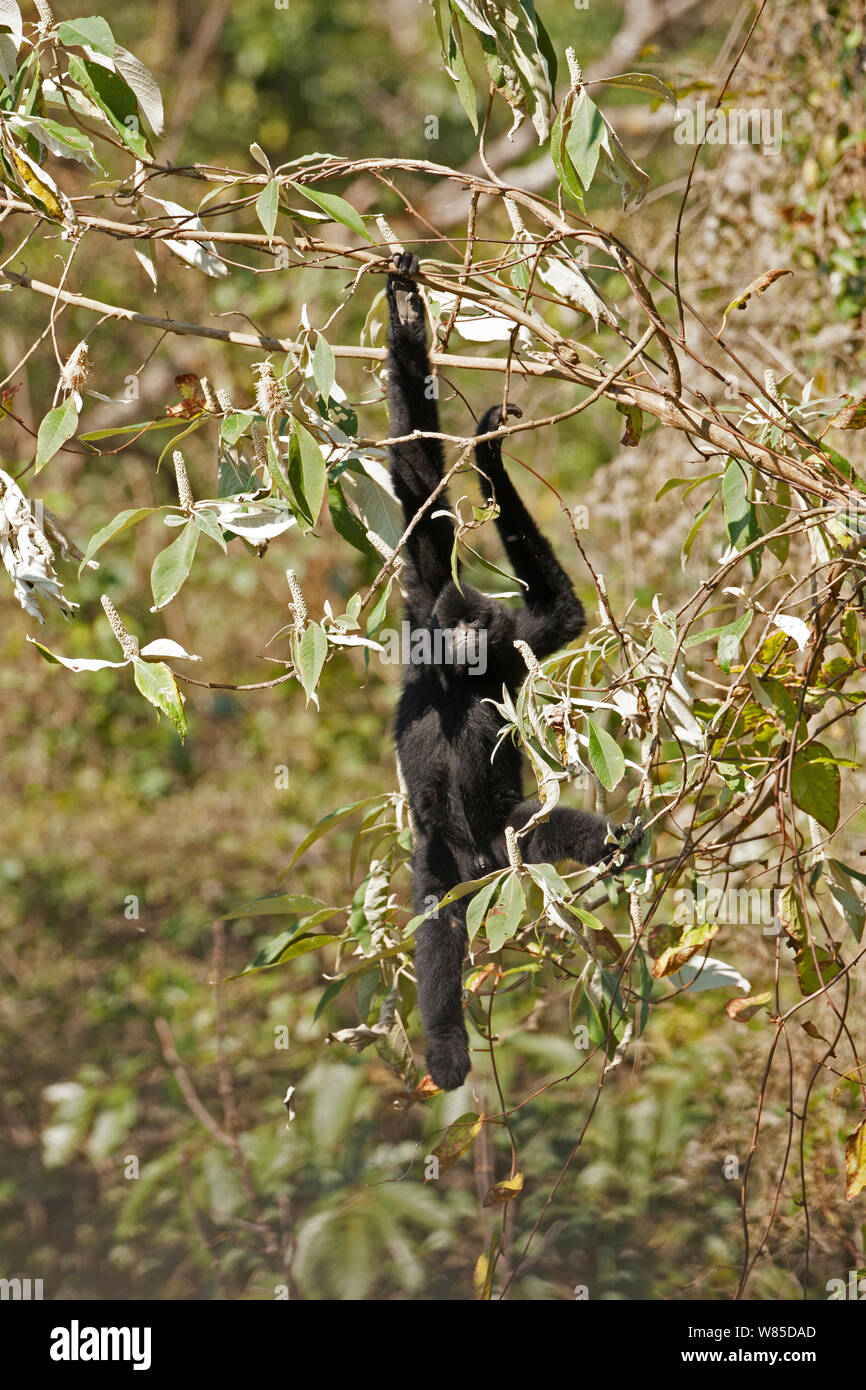 Ouest du Yunnan black-crested gibbon (Nomascus concolor furvogaster) escalade, Yunnan, Chine, février. Banque D'Images