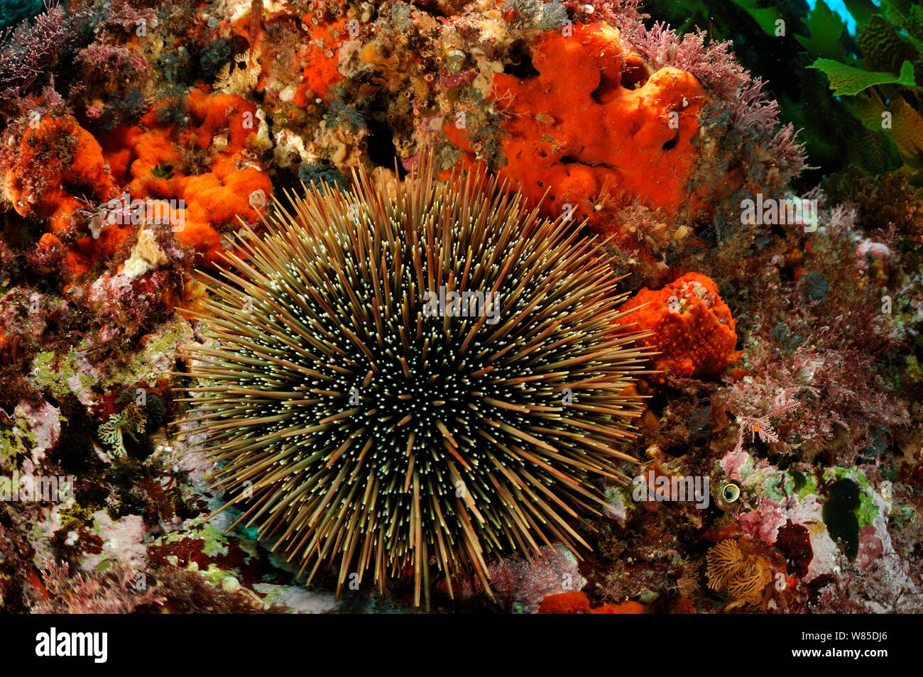 Oursin (Evechinus chloroticus Poor Knights Islands), Réserve Marine, Nouvelle Zélande, Pacifique Sud, juillet. Banque D'Images