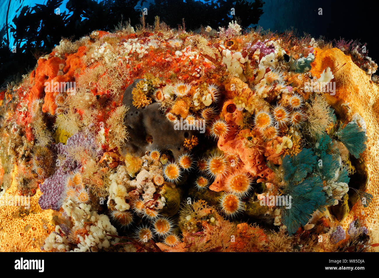 Face recouverte de roches sous-marines d'anémones à rayures (Actinothoe albocincta), les éponges et les hydroïdes, Îles Poor Knights, réserve marine, Nouvelle Zélande, Pacifique Sud, juillet. Banque D'Images