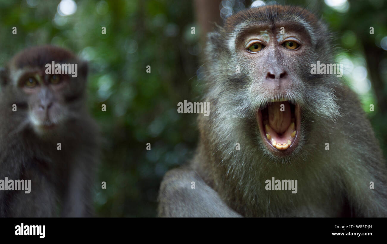 Macaque à longue queue (Macaca fascicularis) mâle juvénile âgés de 18 à 24 mois le bâillement - Point de vue grand angle. Parc national de Bako, Sarawak, Bornéo, Malaisie. Banque D'Images