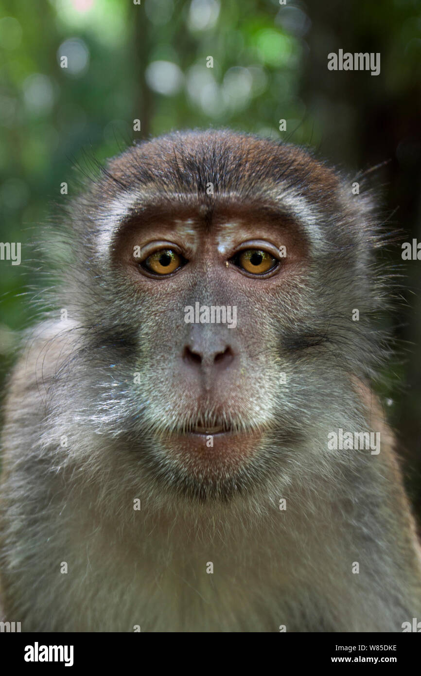 Macaque à longue queue (Macaca fascicularis) mineur de 18 à 24 mois portrait. Parc national de Bako, Sarawak, Bornéo, Malaisie. Banque D'Images