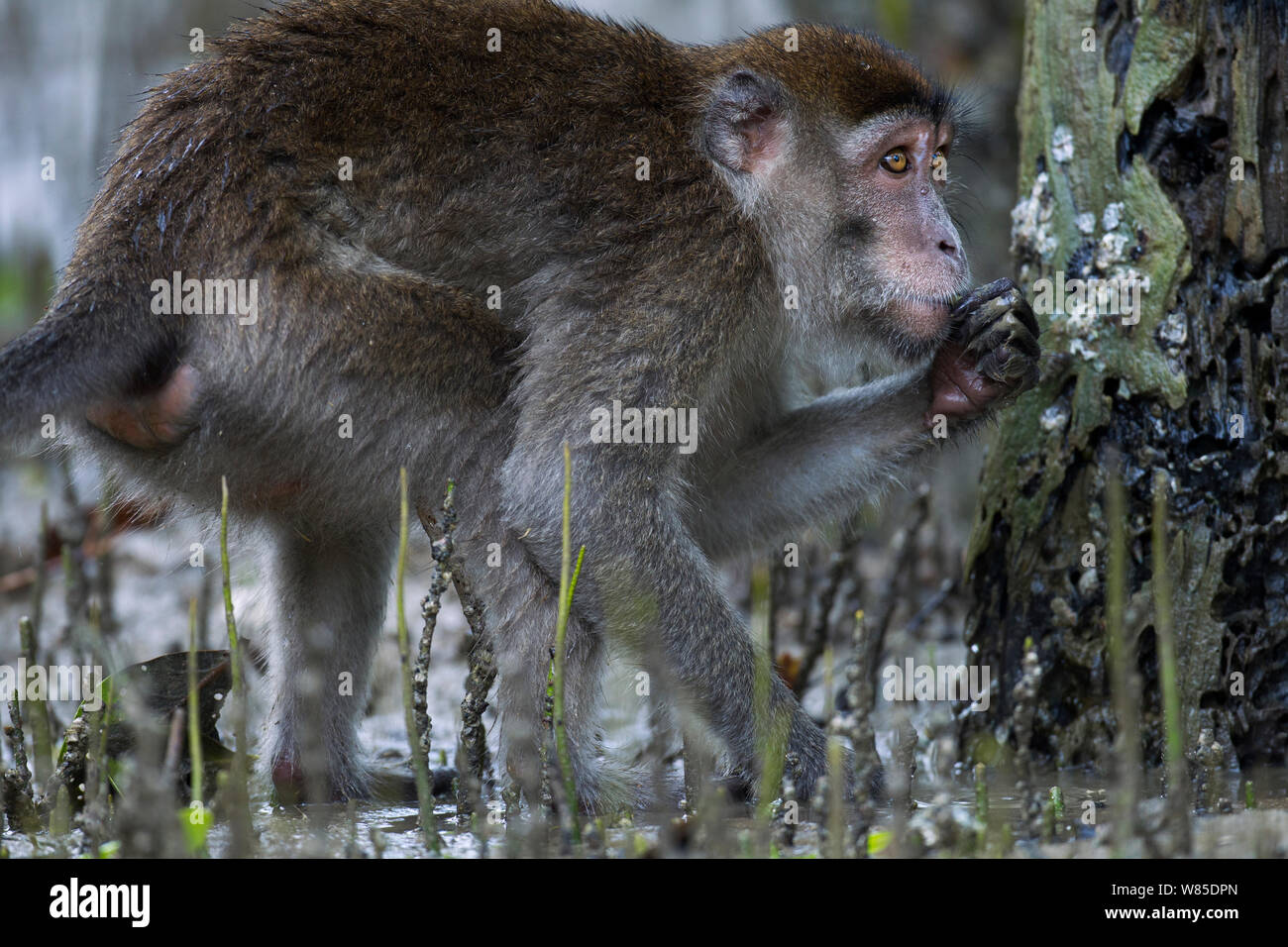 Macaque à longue queue (Macaca fascicularis) en quête de coquillages et d'autres aliments sur les arbres a révélé à marée basse dans la mangrove. Parc national de Bako, Sarawak, Bornéo, Malaisie. Mar 2010. Banque D'Images